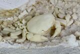 Fossil Crab (Potamon) Preserved in Travertine - Turkey #121372-2